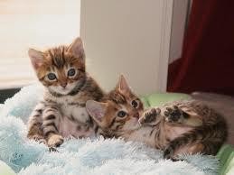 Silver Bengal Kittens Available!