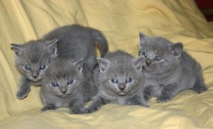 4 Russian blue kittens for adoption