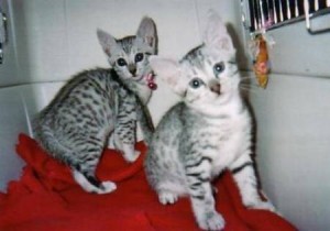 Lovely Eygtian mau kittens for adoption