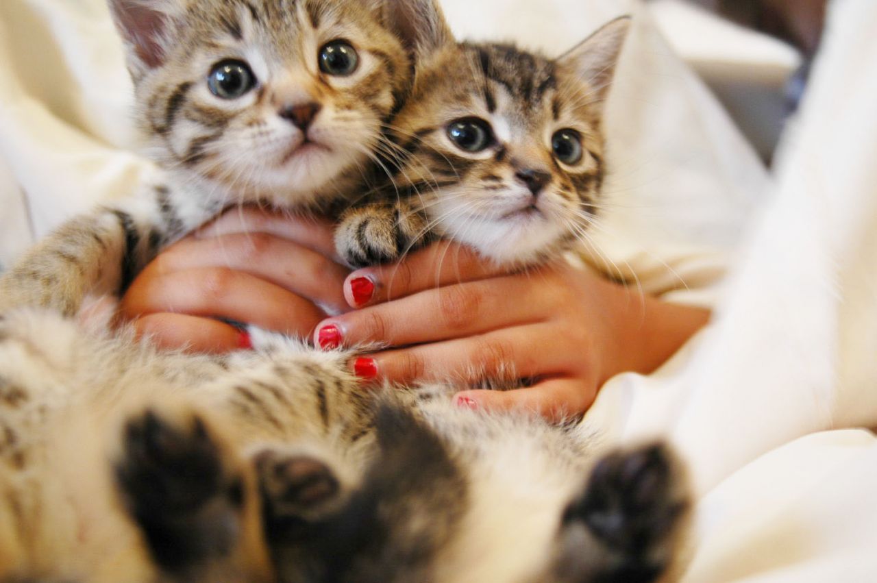 Gorgeous Bengal/tabby Kittens Ready!!!!