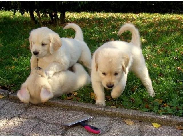 Golden retriever puppies pure breed