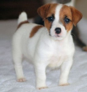 Jack Russell Terrier Price Guide - Budget for Your Next Furry Family Member