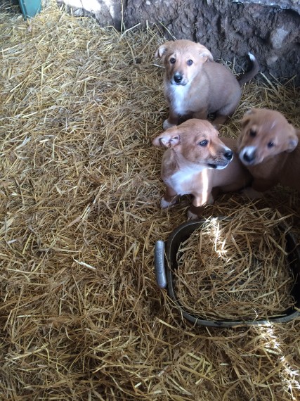 Corgi puppies for adoption