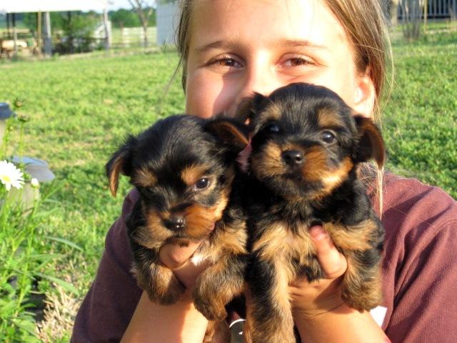 Male/Female Yorkie Puppies for sale