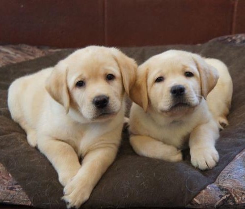 Golden Retriever puppies available for good home.