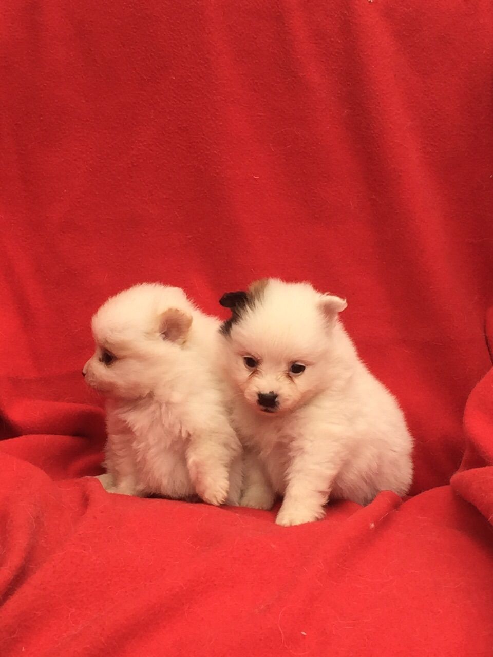 Beautiful Pomeranian puppies ready now