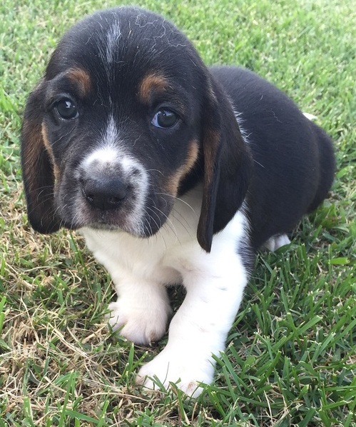 Lovely Basset hound puppies for good homes