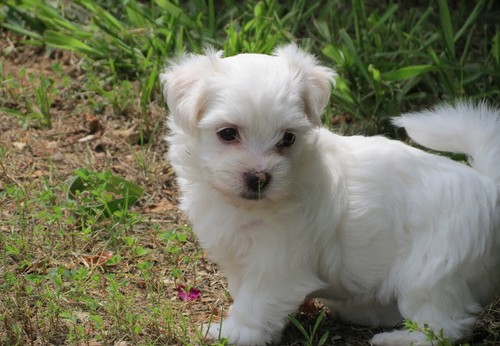 males and females Coton De Tulear Puppies for sale