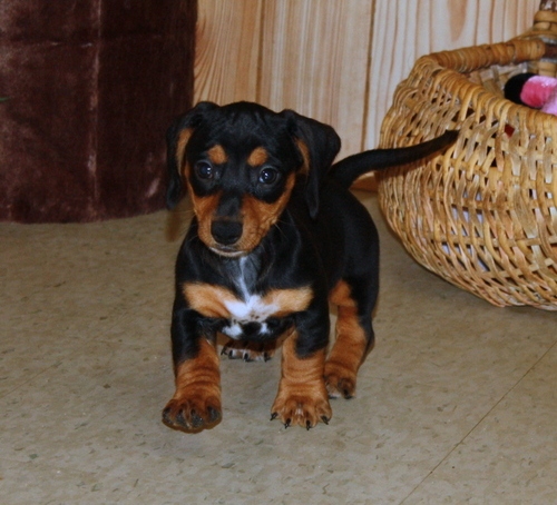 males and females Dachshund Puppies. for sale