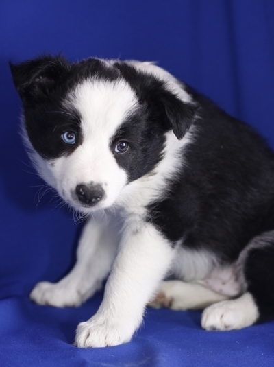 male border collie puppy available for your 