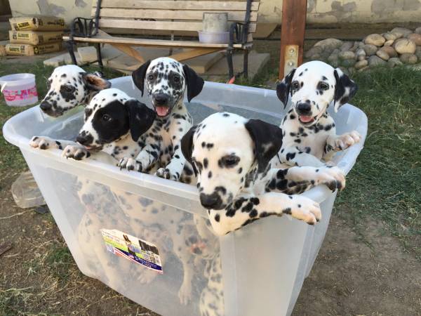 Meet Your New Best Friend - Male and Female Dalmatians for Sale