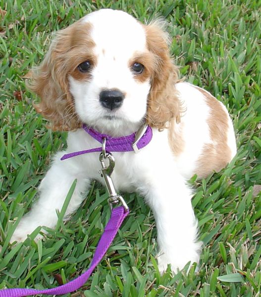 King Charles Spaniel puppies for sale