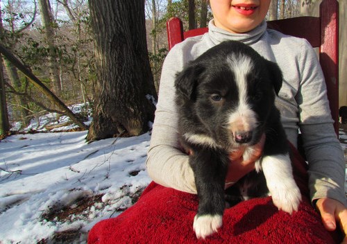 Border Collie puppies for (free)