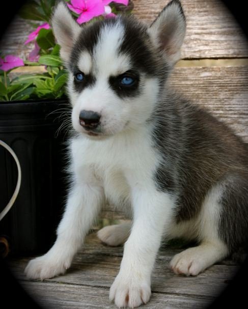 Blue Eyes AKC Purebred Siberian husky Puppies
