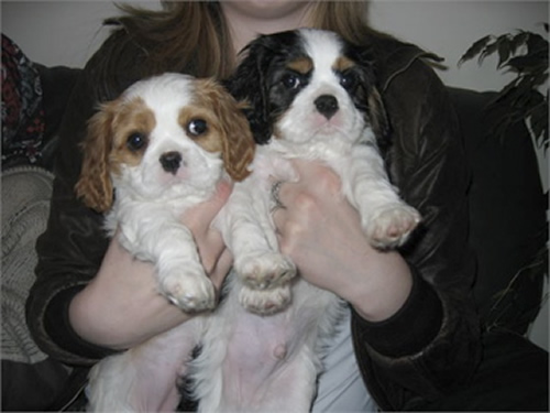 Cute and lovely Cavalier King Charles  puppies for adoption.