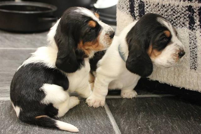 Tri Colour Basset Hound Puppies Available