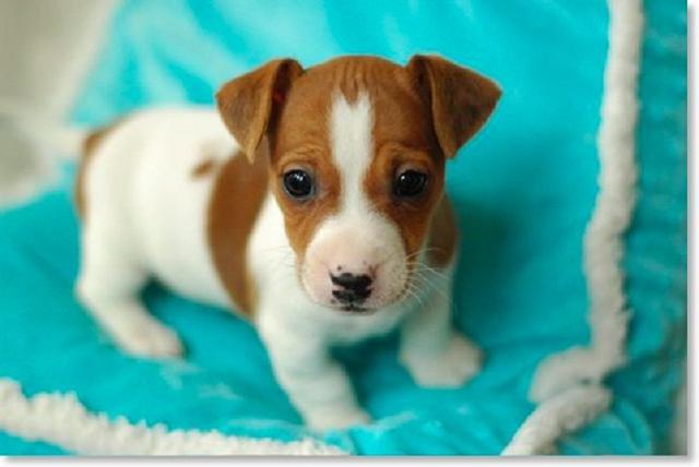 Lively and Affectionate - Get a Jack Russell Dog for Your Home