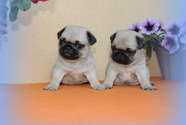 Excellent pug puppies available.