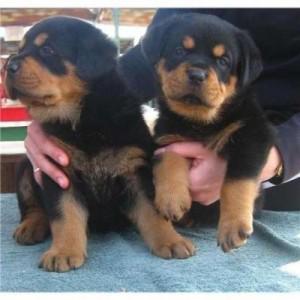 Rottweiler Puppies for Sale - Don't Miss Out on Your Dream Pet