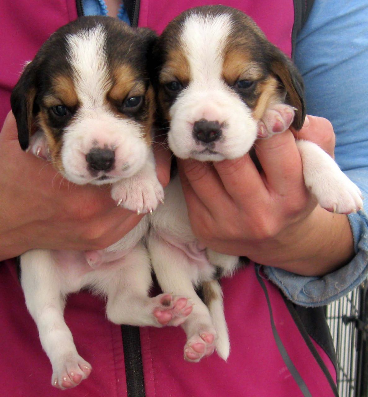  Beautiful Beagle Puppies Registered