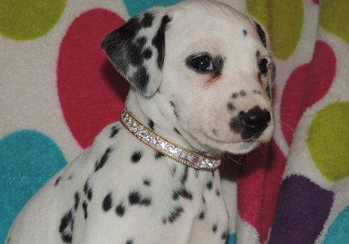 Lemon and Brown Dalmatians - Male and Female Puppies Available