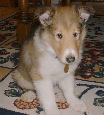 Smooth collie puppies 
