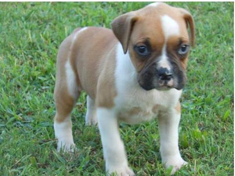 Miniature Boxer - Compact and Adorable, Your New Family Member Awaits