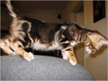 Stunning Bengal Kittens For Sale 