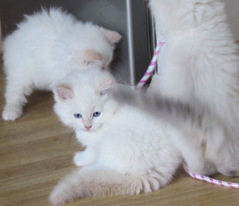Beautiful Ragdoll kitten ready to go to her forever home.