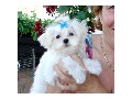   Males and Females Maltese available