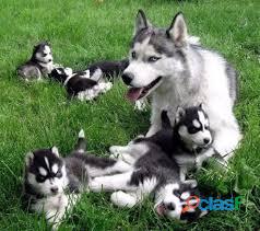  Magnificent registered Siberian Husky Puppies For X mass adoption 