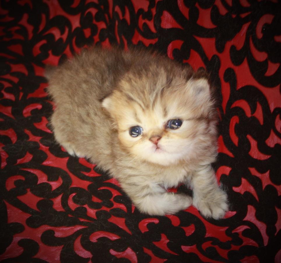  Stunning Himalayan Persian Baby Girl Kitten CFA registered 
