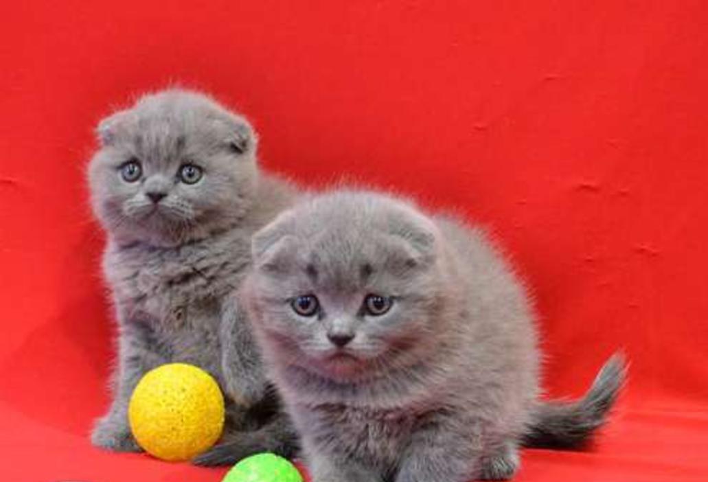  Scottish fold babies kittens
