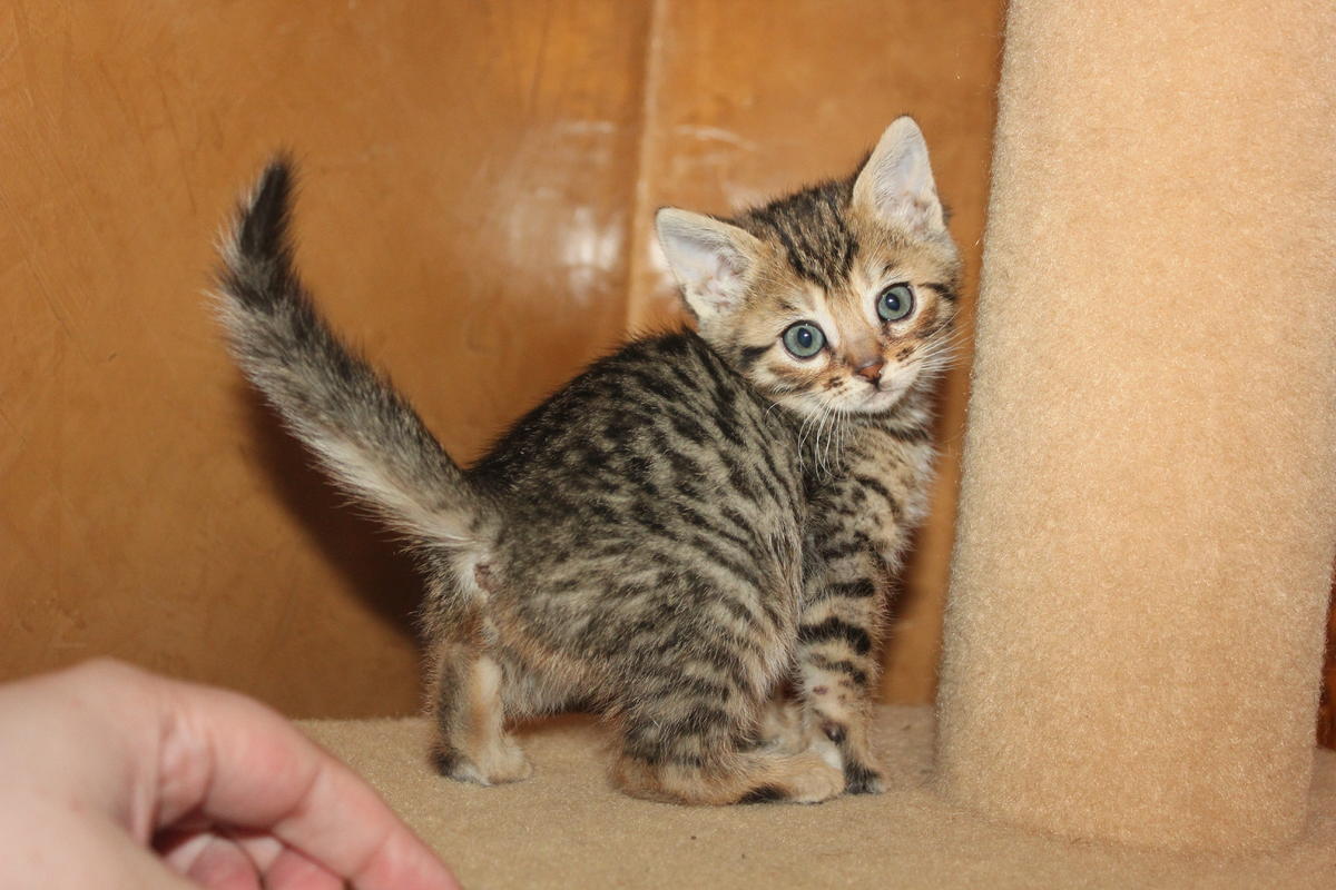 experimental brown spotted tabby female