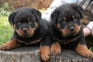 German Rottweilers - Champion Bloodlines Available for Adoption