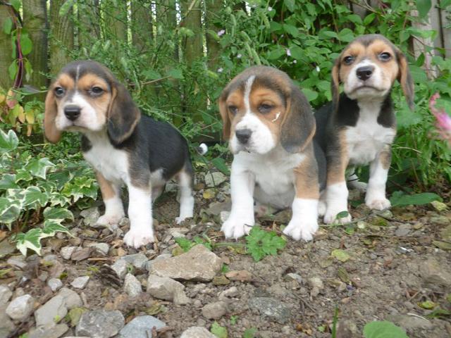  Perfection High Class Beagles Puppies Available