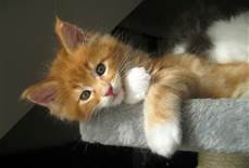 maine coon kittens for free