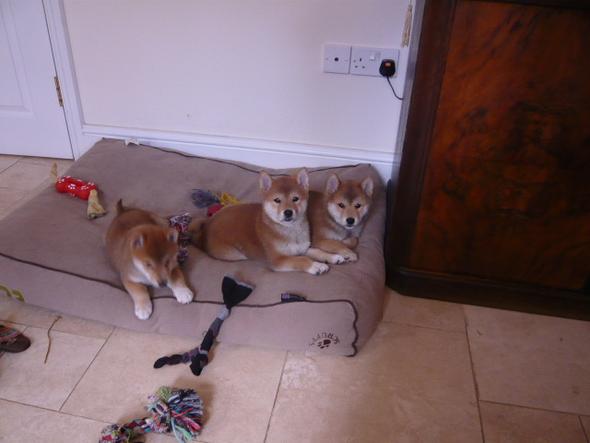 Male and Female Shiba Inu puppies for adoption, 