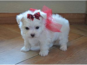 Pure Maltese Puppies For Sale