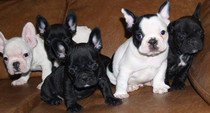 available teacup French Bulldog puppies need urgent home