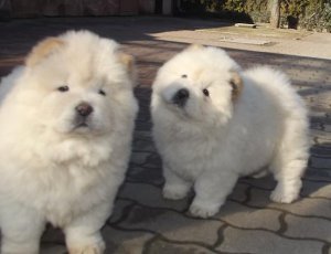 Chow chow puppies for loving home
