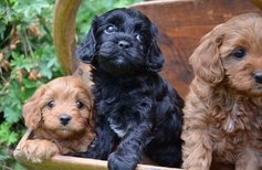 Charming Cavoodle Puppies 