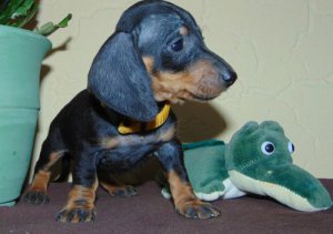 Miniature Dachshund puppies For Sale Lovely Puppies Now Coming Up