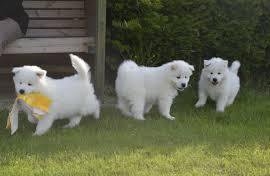 Two Adorable Samoyed Puppies For Sale Now Ready Now For Good Homes