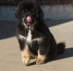 Tibetan Mastiff Puppies for Sale