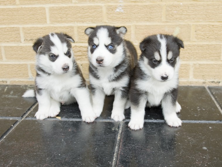 male and female siberian husky  puppies