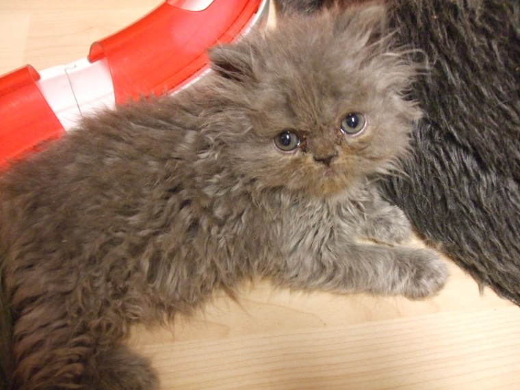 Persian Kittens Male And Females Available