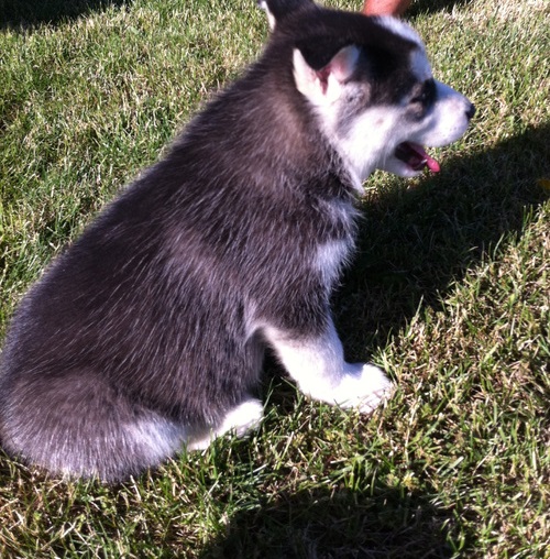Blue eyes siberian husky puppies for sale
