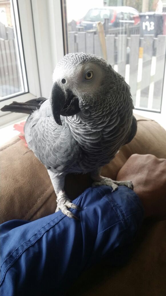 Lovely Talking Congo African Grey With Cage
