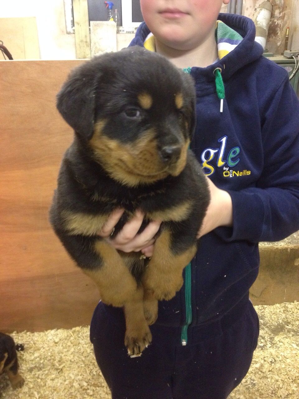 Rottweiler Dog Price - Find the Perfect Pet for Your Budget